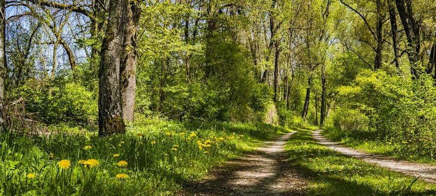 WAld.jpg